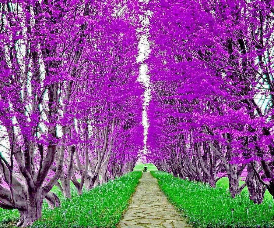 purple trees line the pathway leading to an open area with green grass and flowers on either side